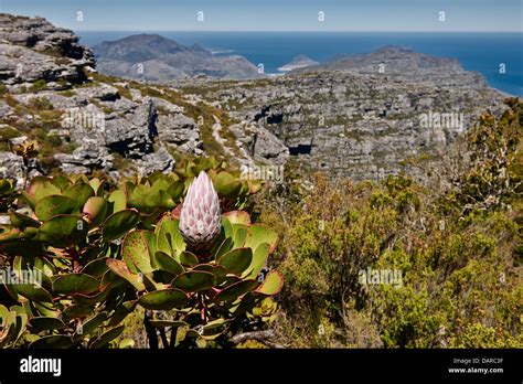 Bloom Of A Fynbos Table Mountain National Park Cape Town Western