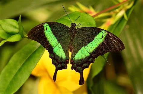 10 Most Unusual And Beautiful Butterflies In The World The Mysterious