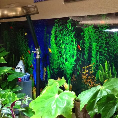 Virginias largest and most diverse aquarium supply and tropical fish store. Office cube decorative -- go to pet store and buy aquarium ...