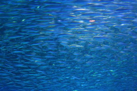 Fish Abstract Free Photo Download Freeimages
