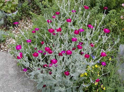 Plants That Look Like Rose Campion - plants that look like rose campion