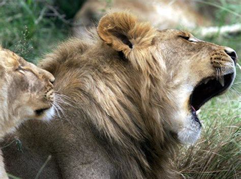 Animals and plants get the energy they need from their food. reanazriema: food chain lion