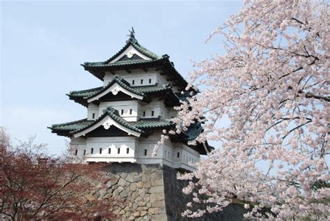 Cherry Blossom Tourism Makes Japans Economy Bloom Huffpost