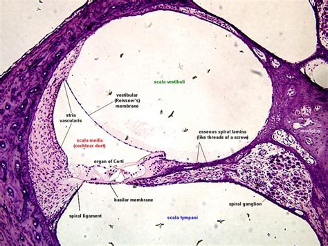 Image Result For Cochlea Slide Labeled Biology Sensory System