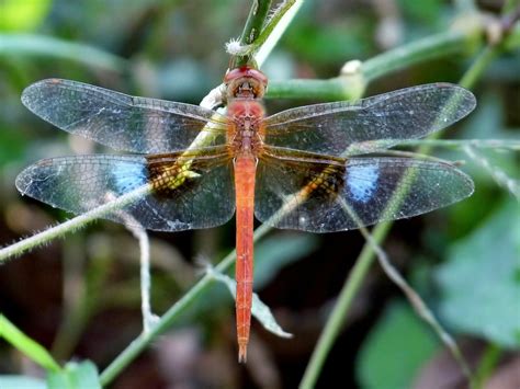 What Does The Dragonfly Symbolize ~ Amazing Outlook Coaching
