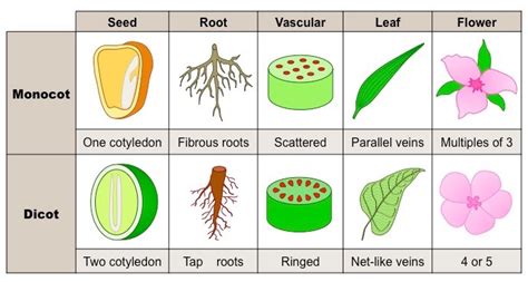 The Flowering Plants Of The Plant Kingdom Online Science Notes