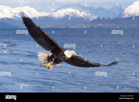 Bald Eagle Haliaeetus Leucocephalus In Flight With A Fish In Its Talons