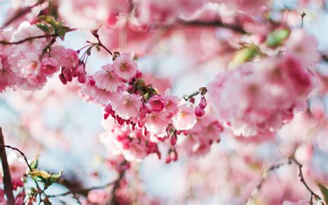 Aesthetic Spring Flowers Laptop Wallpapers Wallpaper Cave