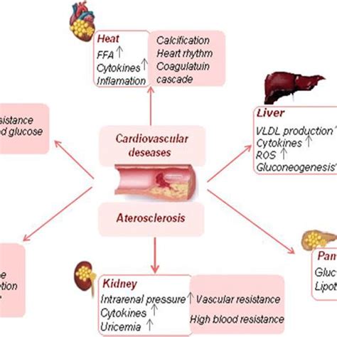 Mechanisms Of Various Ectopic Fats Related With Cardiovascular Deseases