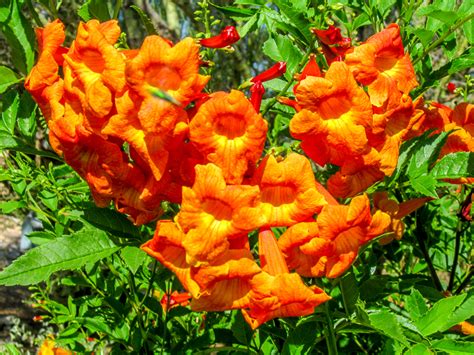 Desert Bloom Tecoma Orange Jubilee