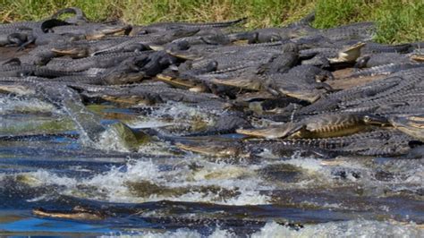 Hundreds Of Alligators Take Over Florida Sinkhole