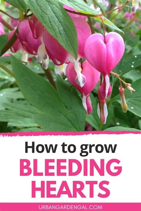 It is native to the pacific coast. How to Grow Bleeding Heart Flowers in 2020 | Shade loving ...