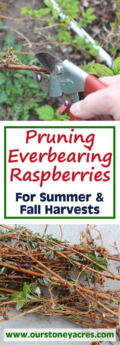 Pruning Everbearing Raspberries For Summer And Fall Harvests Stoney