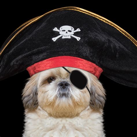 Pirate Dog Hysterical Birthday Greeting Card Ubicaciondepersonas