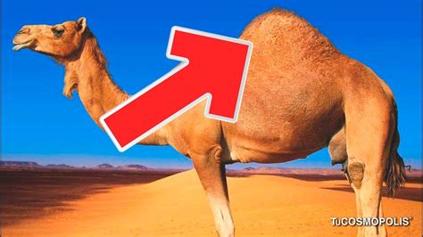 ¿por QuÉ Los Camellos Tienen Joroba Y No Es Para Guardar Agua Youtube