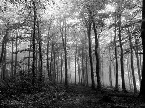 Download Free Photo Of Forestblackwhitespookytrees From