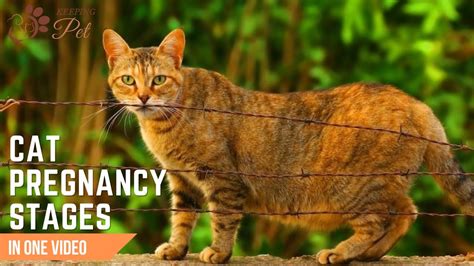 Cat Pregnancy Stages Week By Week Understanding Your Cats Labor Journey Youtube
