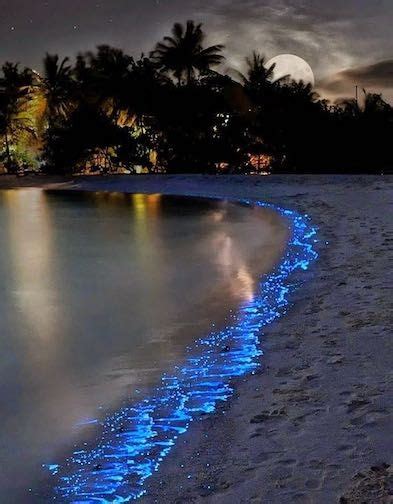 Sea Of Stars On Vaadhoo Island Maldives Pretty Places Cool Places To