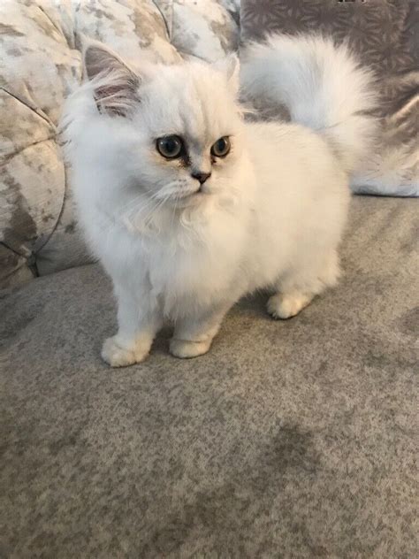 Beautiful Chinchilla Persian Kitten For Sale In Southside Glasgow