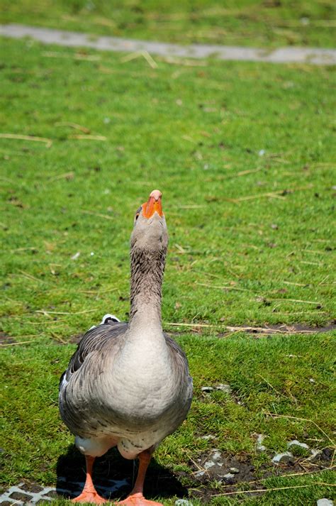 Goose Free Stock Photo - Public Domain Pictures