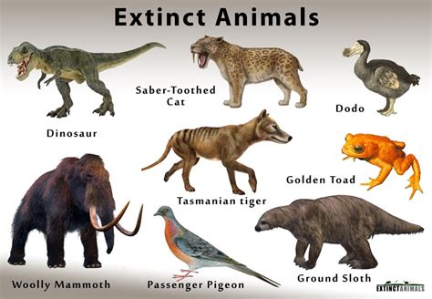 Definition Of Extinction And List Of