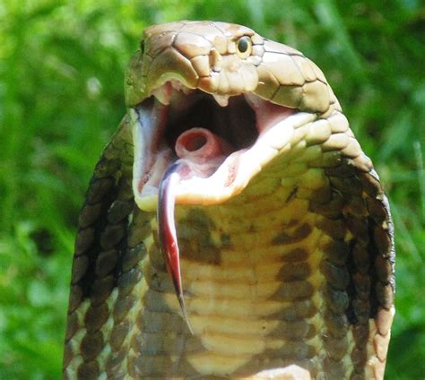 King Cobra Bali By Balireptilerescue Animalphotography Photography