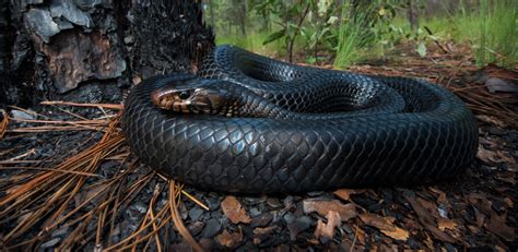 This is because they are cold blooded or ectothermic. Eastern Indigo Snakes Return to Forests | NFWF