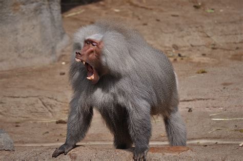 Fotos Gratis Fauna Silvestre Zoo Mamífero Primate Chimpancé