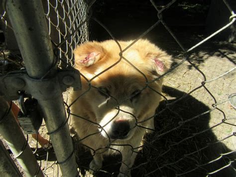 .of animals (peta) operates a dog and cat slaughterhouse at its norfolk, virginia headquarters. Meet PETA's Rescue Team and the Animals They Help