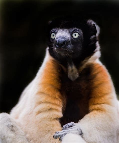 Natural Encounters Photography By Ben Williams Coquerels Sifaka