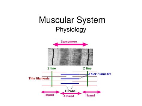 Ppt Muscular System Powerpoint Presentation Free Download Id4504250