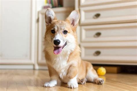Dog Acne 5 Tips For Healthy Dog Skin Dog Skin Issues