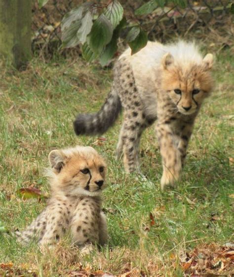 Cheetah Cubs Venture Outdoors Zooborns