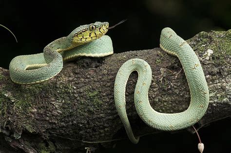 Venomous Snakes Of The Amazon Basin Worldatlas
