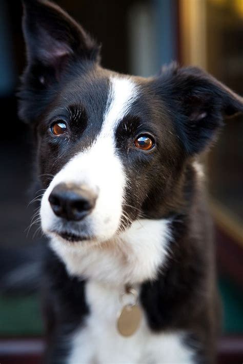 2153 Best Adorable Border Collies Images On Pinterest Animals Collie