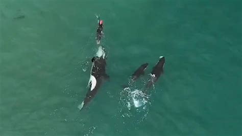 Killer Whales Surround New Zealand Woman In Stunning Drone Footage Fox News