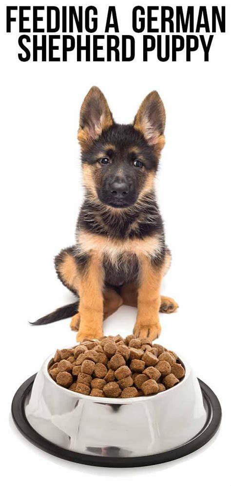 We think that the best treats are all natural, whole foods like carrots or homemade peanut butter oatmeal balls. Feeding A German Shepherd Puppy The Right Way | German ...