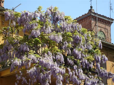 Il glicine è uno dei rampicanti da fiore più noti e diffusi nei giardini di tutta europa. Fiore Viola A Grappolo : Repens Duranta Fiori Blu Viola ...