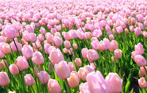 Wallpaper Pink Holland Tulips Pink Tulips Images For Desktop
