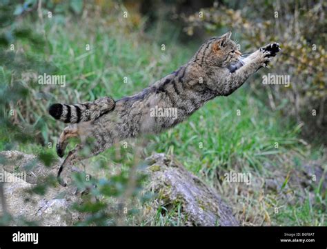 Wild Cat Felis Silvestris Jumping Stock Photo Alamy