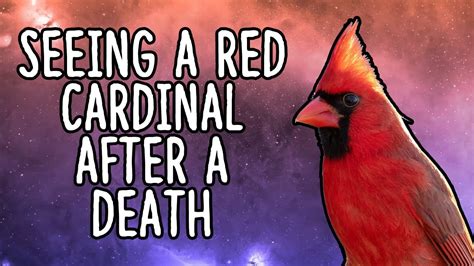 Seeing A Red Cardinal After A Death Youtube