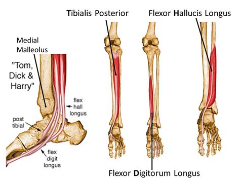 Exercises For The Hallucis Longus Muscle Black Cock Shemale