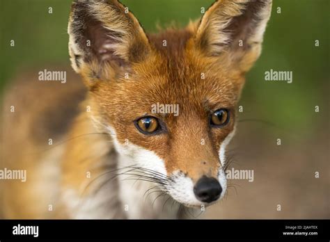 Female Fox Hi Res Stock Photography And Images Alamy