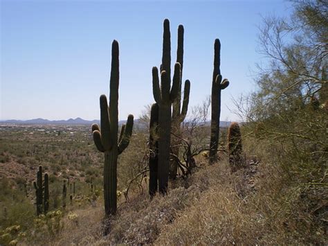 There are 6 ways to get from cave creek rd & cactus rd to eugene by plane, bus, tram, train or car. Cave Creek Cactus | Brian McCormick | Flickr