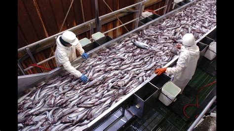 Amazing Automatic Fish Processing Line Machine Factory Modern Food