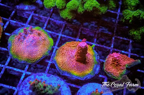 Pc Rainbow Acropora Coral Frags Buy Online