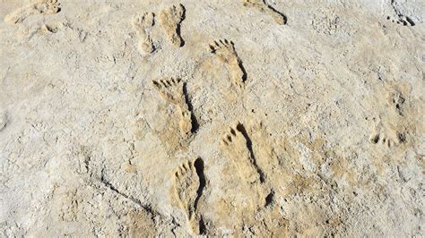 Trace Fossils Footprints