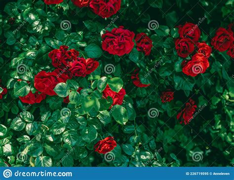 Red Roses In Beautiful Flower Garden As Floral Background Stock Image