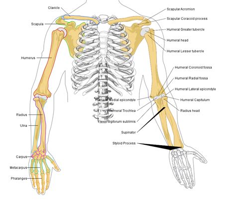 Shoulder girdle , radiographs : Thoughtful Gestures: anatomy of a conductor: arms