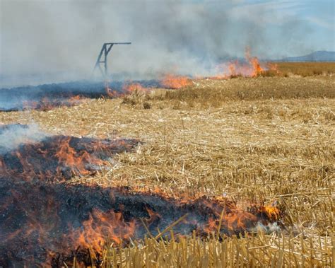 Close Up Of Flames Burning Wheat Stubble Stock Image Image Of Stubble